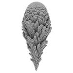 Plantlike Form 16_0003_0063