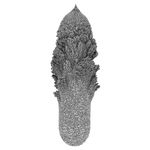Plantlike Form 20_0006_0098